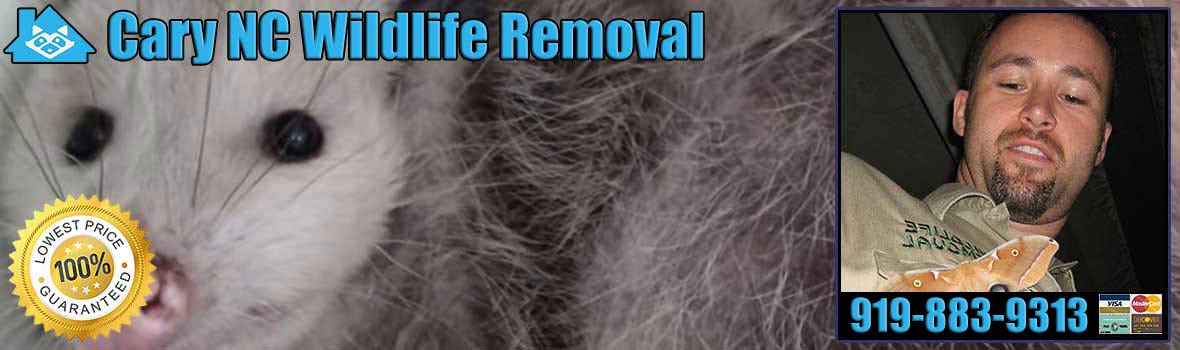 Cary Wildlife and Animal Removal